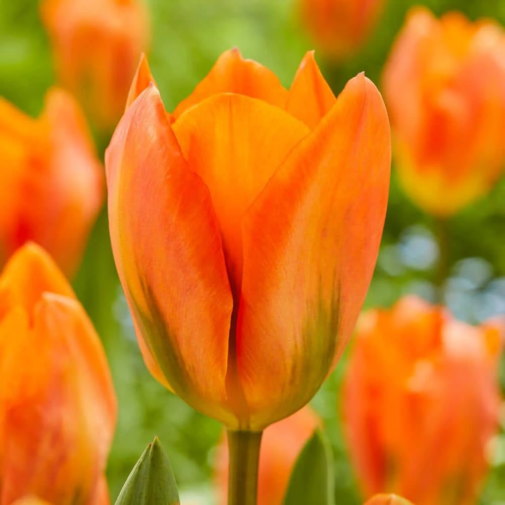 12/Plus Cm, Orange Emperor Fosteriana Tulip Flower Bulbs (Bag Of 250) 3 12/Plus Cm, Orange Emperor Fosteriana Tulip Flower Bulbs (Bag Of 250)