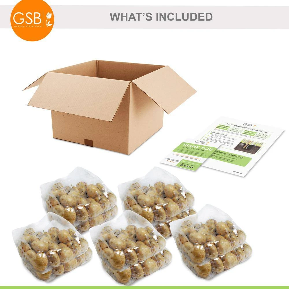 12/Plus Cm, Orange Emperor Fosteriana Tulip Flower Bulbs (Bag Of 250) 9 12/Plus Cm, Orange Emperor Fosteriana Tulip Flower Bulbs (Bag Of 250) - Image 7