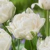 12/+ Cm, Mount Tacoma Double Late Tulip Bulbs, White (Bag Of 100) -Garden State Bulb garden state bulb flower bulbs ecf 69 100 04 64 1000