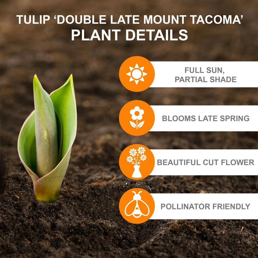 12/+ Cm, Mount Tacoma Double Late Tulip Bulbs, White (Bag Of 100) 4 12/+ Cm, Mount Tacoma Double Late Tulip Bulbs, White (Bag Of 100) - Image 2
