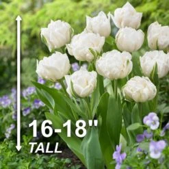 12/Plus Cm, Mount Tacoma Double Late Tulip Bulbs, White (Bag Of 250) -Garden State Bulb garden state bulb flower bulbs ecf 69 250 10 4f 1000