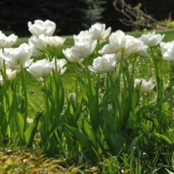 12/Plus Cm, Mount Tacoma Double Late Tulip Bulbs, White (Bag Of 50) -Garden State Bulb garden state bulb flower bulbs ecf 69 50 02 31 1000