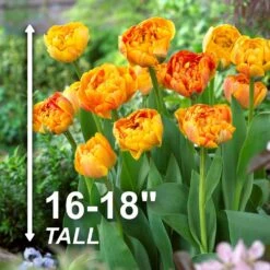 12/Plus Cm, Sun Lover Double Late Tulip Flower Bulbs (Bag Of 100) -Garden State Bulb garden state bulb flower bulbs ecf 70 100 04 4f 1000