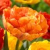 12/Plus Cm, Sun Lover Double Late Tulip Flower Bulbs (Bag Of 100) -Garden State Bulb garden state bulb flower bulbs ecf 70 100 04 64 1000