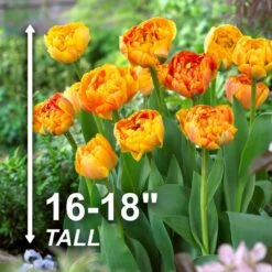 12/ Cm, Sunlover Double Late Tulip Bulbs, Orange (Bag Of 25) -Garden State Bulb garden state bulb flower bulbs ecf 70 25 01 4f 1000