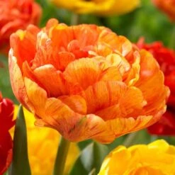 12/ Cm, Sunlover Double Late Tulip Bulbs, Orange (Bag Of 25)
