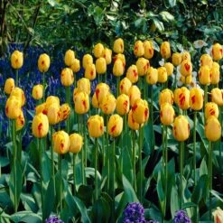12/Plus Cm, Darwin Hybrid Olympic Flame Tulip Flower Bulbs (Bag Of 100) -Garden State Bulb garden state bulb flower bulbs ecf 71 100 04 31 1000