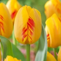 12/ Cm, Darwin Hybrid Olympic Flame Tulip Flower Bulbs (Bag Of 25)
