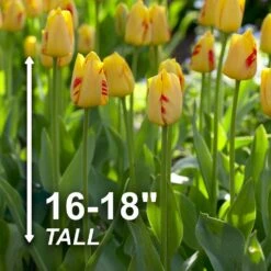 12/+ Cm, Darwin Hybrid Olympic Flame Tulip Flower Bulbs (Bag Of 250) -Garden State Bulb garden state bulb flower bulbs ecf 71 250 10 4f 1000