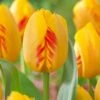 12/+ Cm, Darwin Hybrid Olympic Flame Tulip Flower Bulbs (Bag Of 250) -Garden State Bulb garden state bulb flower bulbs ecf 71 250 10 64 1000