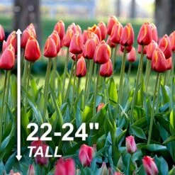 12/+ Cm, Darwin Hybrid Dafeng Tulip Flower Bulbs (Bag Of 100) -Garden State Bulb garden state bulb flower bulbs ecf 72 100 04 4f 1000