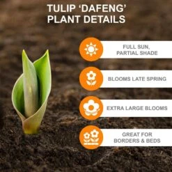 12/+ Cm, Darwin Hybrid Dafeng Tulip Flower Bulbs (Bag Of 100) -Garden State Bulb garden state bulb flower bulbs ecf 72 100 04 c3 1000