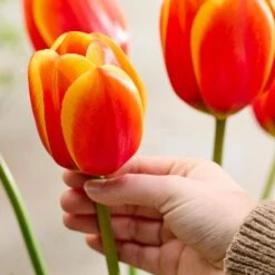 12/Plus Cm, Darwin Hybrid Dafeng Tulip Flower Bulbs (Bag Of 250) -Garden State Bulb garden state bulb flower bulbs ecf 72 250 10 31 1000