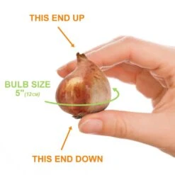 12/Plus Cm, Darwin Hybrid Dafeng Tulip Flower Bulbs (Bag Of 50) -Garden State Bulb garden state bulb flower bulbs ecf 72 50 02 1f 1000