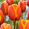 12/Plus Cm, Darwin Hybrid Dafeng Tulip Flower Bulbs (Bag Of 50)