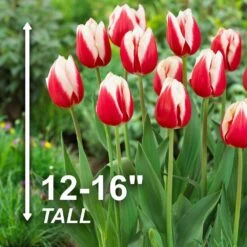 12/+ Cm, Markant Triumph Tulip Flower Bulbs (Bag Of 100) 11 12/+ Cm, Markant Triumph Tulip Flower Bulbs (Bag Of 100) -Garden State Bulb garden state bulb flower bulbs ecf 73 100 04 4f 1000