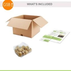 12/ Cm, Markant Triumph Tulip Flower Bulbs (Bag Of 25) -Garden State Bulb garden state bulb flower bulbs ecf 73 25 01 76 1000