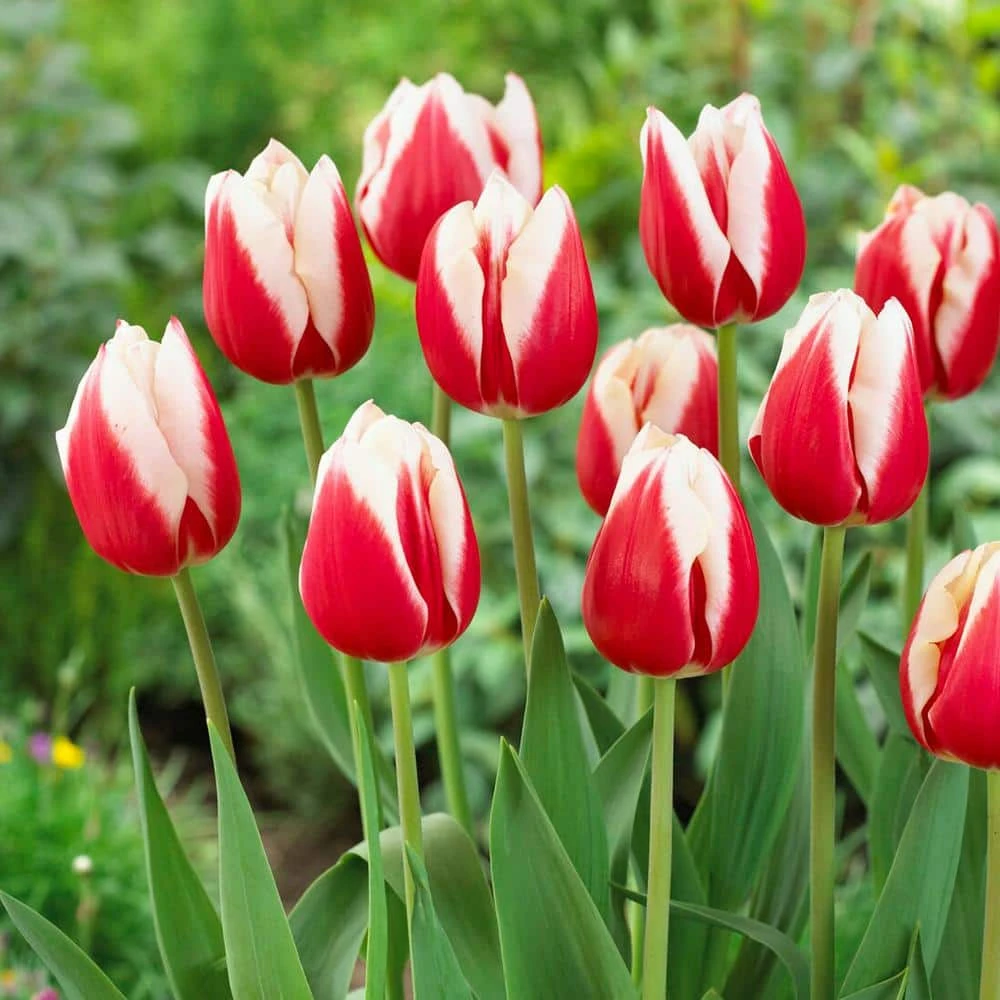 12/Plus Cm, Markant Triumph Tulip Flower Bulbs (Bag Of 250) 3 12/Plus Cm, Markant Triumph Tulip Flower Bulbs (Bag Of 250)