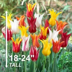 12/Plus Cm, Lily Flowering Mix Tulip Flower Bulbs (Bag Of 100) -Garden State Bulb garden state bulb flower bulbs ecf 74 100 04 4f 1000