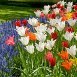 12/ Cm, Lily Flowering Mix Tulip Flower Bulbs (Bag Of 25) -Garden State Bulb garden state bulb flower bulbs ecf 74 25 01 31 1000