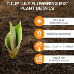 12/Plus Cm, Lily Flowering Mix Tulip Flower Bulbs (Bag Of 250) 11 12/Plus Cm, Lily Flowering Mix Tulip Flower Bulbs (Bag Of 250) -Garden State Bulb garden state bulb flower bulbs ecf 74 250 10 c3 1000
