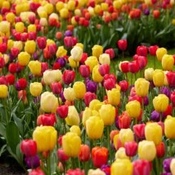 12/Plus Cm, Spring Sun Rise Mix Tulip Flower Bulbs (Bag Of 100) 15 12/Plus Cm, Spring Sun Rise Mix Tulip Flower Bulbs (Bag Of 100) -Garden State Bulb garden state bulb flower bulbs ecf 75 100 04 31 1000
