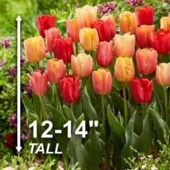 12/ Cm, Jimmy Mix Triumph Tulip Flower Bulbs (Bag Of 25) -Garden State Bulb garden state bulb flower bulbs ecf 76 25 01 4f 1000