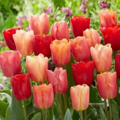 12/Plus Cm, Jimmy Mix Triumph Tulip Flower Bulbs (Bag Of 250)