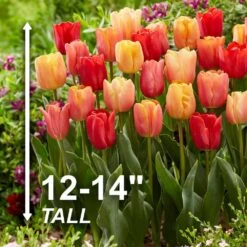 12/Plus Cm, Jimmy Mix Triumph Tulip Flower Bulbs (Bag Of 50) -Garden State Bulb garden state bulb flower bulbs ecf 76 50 02 4f 1000