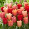 12/Plus Cm, Jimmy Mix Triumph Tulip Flower Bulbs (Bag Of 50)