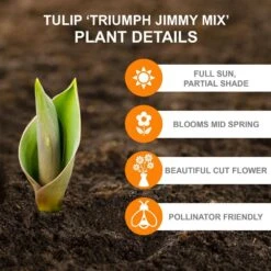 12/Plus Cm, Jimmy Mix Triumph Tulip Flower Bulbs (Bag Of 50) -Garden State Bulb garden state bulb flower bulbs ecf 76 50 02 c3 1000