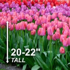 12/ Cm, Darwin Hybrid Festival Mix Tulip Flower Bulbs (Bag Of 25) -Garden State Bulb garden state bulb flower bulbs ecf 77 25 01 4f 1000