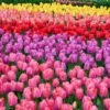 12/Plus Cm, Festival Mix Darwin Hybrid Tulip Flower Bulbs (Bag Of 250) -Garden State Bulb garden state bulb flower bulbs ecf 77 250 10 64 1000