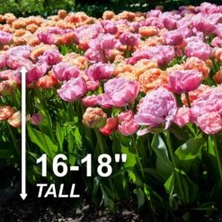 12/Plus Cm, Amazing Blend Double Mix Tulip Flower Bulbs (Bag Of 250) -Garden State Bulb garden state bulb flower bulbs ecf 79 250 10 4f 1000