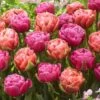 12/Plus Cm, Amazing Blend Double Mix Tulip Flower Bulbs (Bag Of 50)