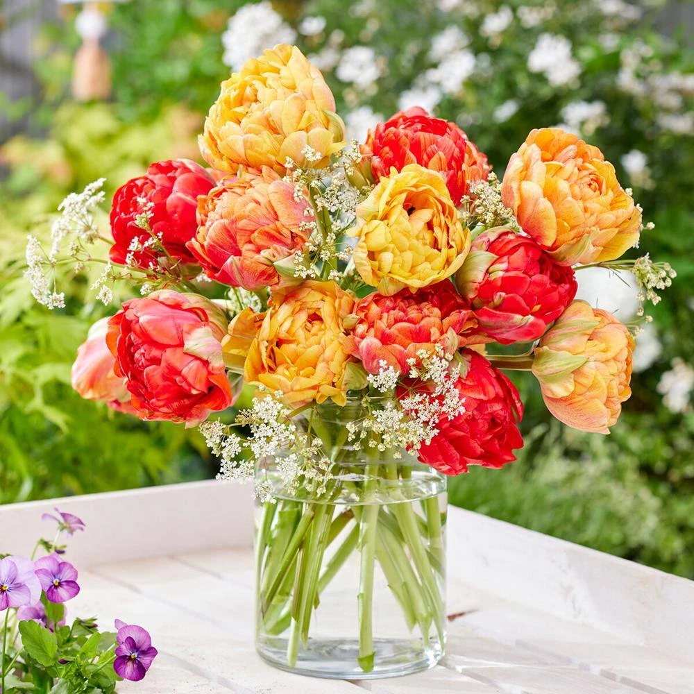 12/Plus Cm, Caribbean Mix Double Late Tulip Flower Bulbs (Bag Of 250) 10 12/Plus Cm, Caribbean Mix Double Late Tulip Flower Bulbs (Bag Of 250) - Image 8