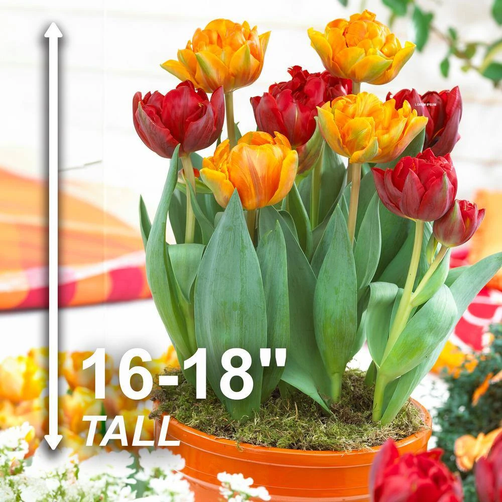12/Plus Cm, Caribbean Mix Double Late Tulip Flower Bulbs (Bag Of 250) 5 12/Plus Cm, Caribbean Mix Double Late Tulip Flower Bulbs (Bag Of 250) - Image 3