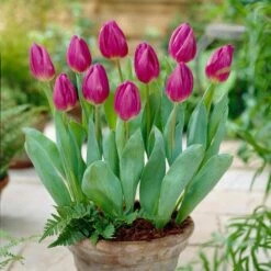 12/+ Cm, Purple Flag Triumph Tulip Flower Bulbs (Bag Of 100) -Garden State Bulb garden state bulb flower bulbs ecf 81 100 04 31 1000