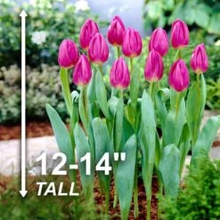 12/+ Cm, Purple Flag Triumph Tulip Flower Bulbs (Bag Of 100) -Garden State Bulb garden state bulb flower bulbs ecf 81 100 04 4f 1000
