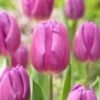 12/Plus Cm, Purple Flag Triumph Tulip Flower Bulbs (Bag Of 50) 1 12/Plus Cm, Purple Flag Triumph Tulip Flower Bulbs (Bag Of 50) -Garden State Bulb garden state bulb flower bulbs ecf 81 50 02 64 1000