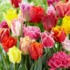 12/Plus Cm, Fringed Mix Tulip Flower Bulbs, Multi-Color (Bag Of 100) -Garden State Bulb garden state bulb flower bulbs ecf 82 100 04 64 1000