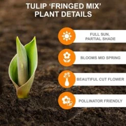 12/Plus Cm, Fringed Mix Tulip Flower Bulbs, Multi-Color (Bag Of 100) -Garden State Bulb garden state bulb flower bulbs ecf 82 100 04 c3 1000