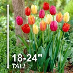 12/ Cm, Fringed Mix Tulip Flower Bulbs, Multicolor (Bag Of 25) -Garden State Bulb garden state bulb flower bulbs ecf 82 25 01 4f 1000