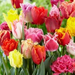 12/ Cm, Fringed Mix Tulip Flower Bulbs, Multicolor (Bag Of 25)