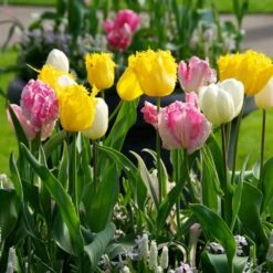 12/Plus Cm, Fringed Mix Tulip Flower Bulbs, Multi-Color (Bag Of 50) -Garden State Bulb garden state bulb flower bulbs ecf 82 50 02 31 1000