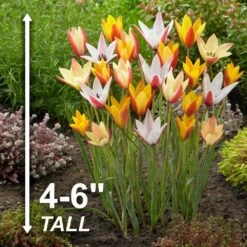 6/7cm, Candy Corn Mix Clusiana Tulip Flower Bulbs (Bag Of 100) -Garden State Bulb garden state bulb flower bulbs ecf 83 100 04 4f 1000