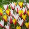 6/7cm, Candy Corn Mix Clusiana Tulip Flower Bulbs (Bag Of 100)