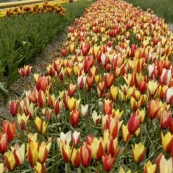6/7cm, Candy Corn Mix Clusiana Tulip Flower Bulbs (Bag Of 250) -Garden State Bulb garden state bulb flower bulbs ecf 83 250 10 31 1000