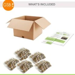 6/7cm, Candy Corn Mix Clusiana Tulip Flower Bulbs (Bag Of 250) -Garden State Bulb garden state bulb flower bulbs ecf 83 250 10 76 1000