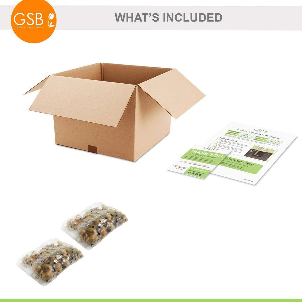 6/7cm, Candy Corn Mix Clusiana Tulip Flower Bulbs (Bag Of 50) 9 6/7cm, Candy Corn Mix Clusiana Tulip Flower Bulbs (Bag Of 50) - Image 7